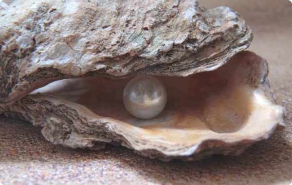 Cans - Mentorschap & Advies